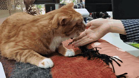 怎样抱猫咪最舒服，怎样抱猫咪最舒服图片（史上最全猫咪按摩宝典）