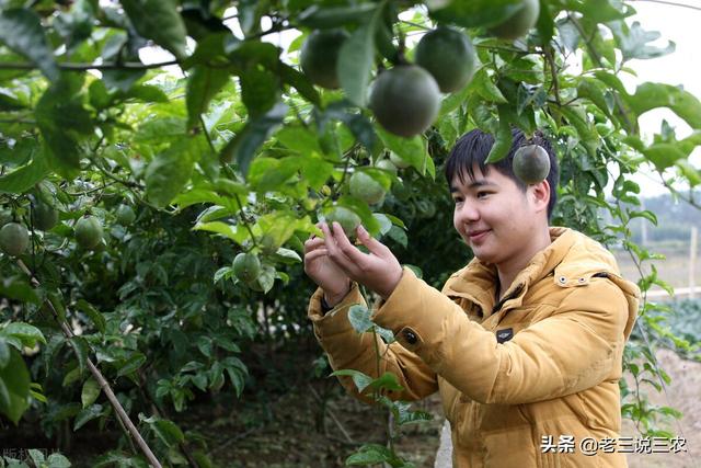 百香果的种植方法，百香果种植时间和方法（教你怎样种百香果树）