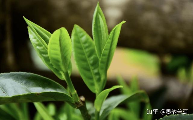 带有茶字的词语，与茶字有关的词语（茶的这些雅称）