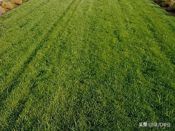 四季青草坪是什么品种，四季青草坪缺点（四季青草坪的优缺点分析）