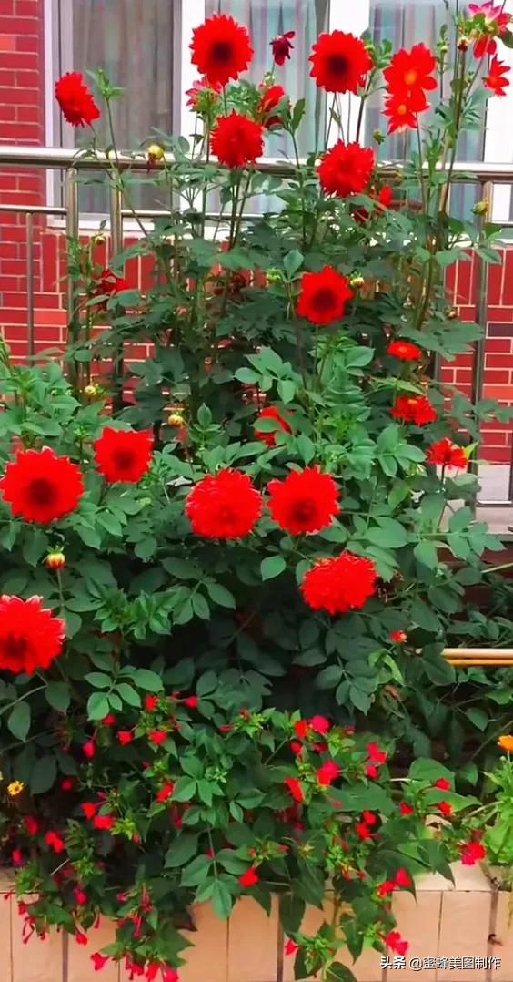 适合发心情的图片   赏图愉快哦:），关于发心情的图片（鲜艳欲滴的花朵）