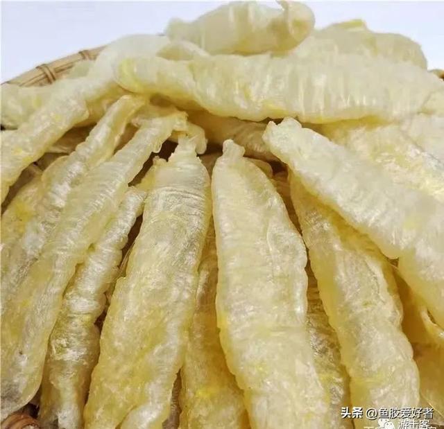 鱼胶是什么，鱼胶是什么鱼身上取的（最便宜的鱼胶是什么鱼胶你知道吗）