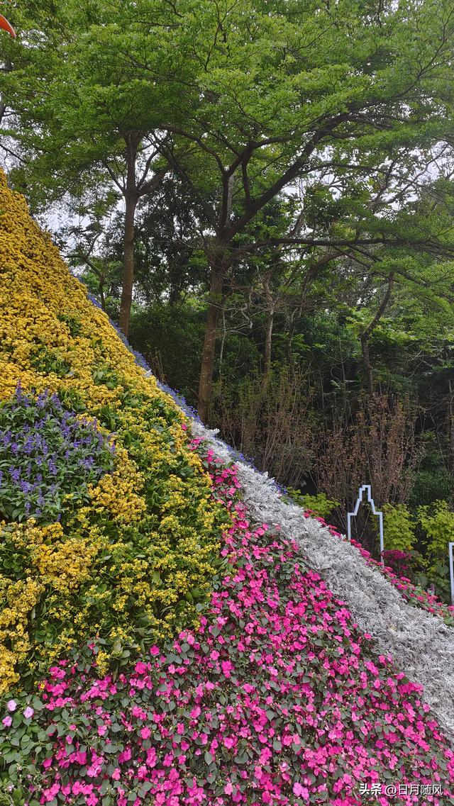 深圳市仙湖植物园，深圳仙湖植物园适合夏天逛吗（深圳仙湖植物园现场实拍图来了）