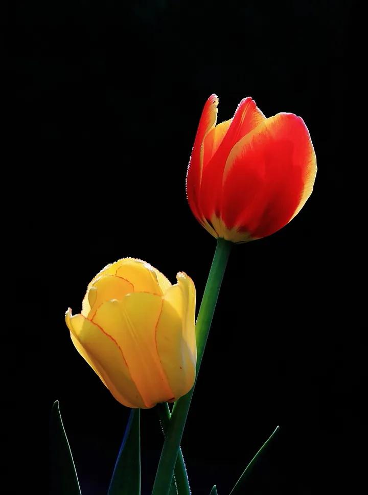 郁金香鉴赏(100多幅郁金香欣赏) - 彝家农业网