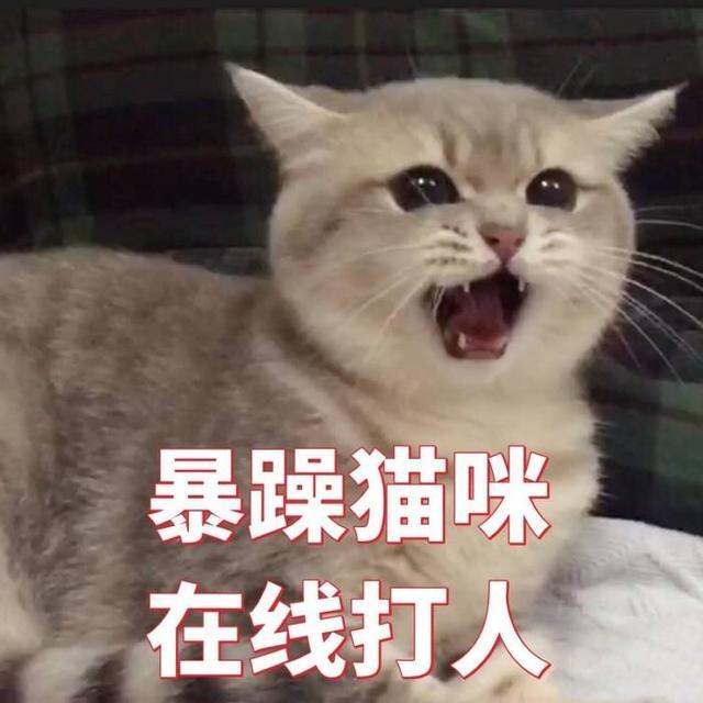 猫咪被打后难过的表现，猫被打后心情是怎样的（劝你别冲动就打猫）