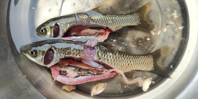 死鱼能吃吗,鱼死了多久不能吃了(绝大多数原因是拖太久造成的)