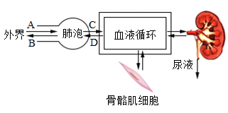 近心端和远心端示意图（中考生物一轮复习）