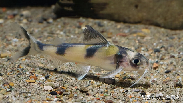 长江名贵鱼前十名，10大凶猛淡水鱼（我国保护的鱼类有87种）