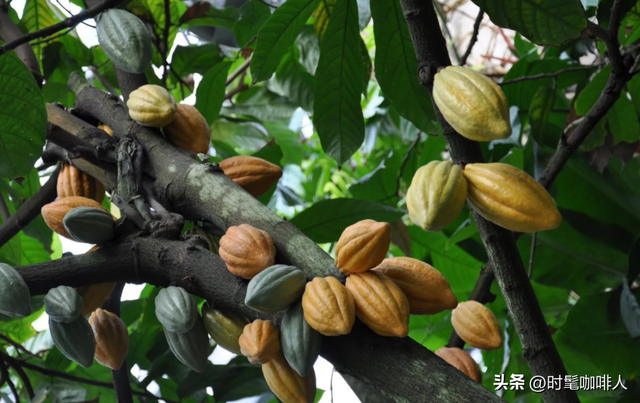 可可豆和咖啡豆的区别，可可豆和咖啡豆的区别成分（有没有人分不清楚）