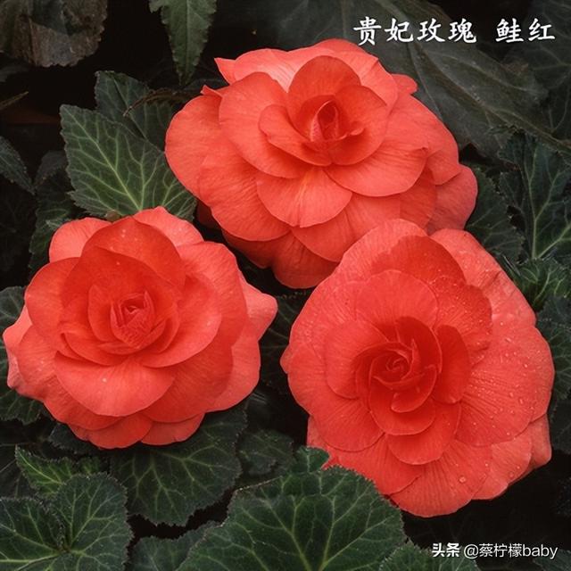 蕾丝边是什么意思，蕾丝边浪漫百分百蕾丝边是什么意思（蕾丝边的海棠花你见过吗）