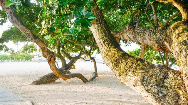 金巴兰海滩的地址在哪里，巴拉湾海滩在哪里（巴厘岛绝美海滩太多了）