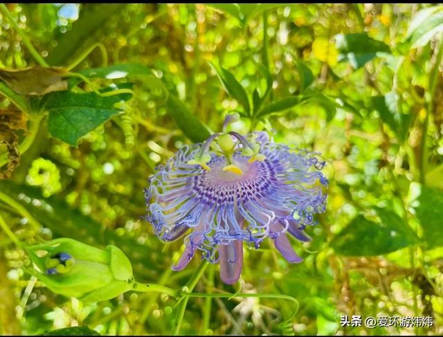 云南5a景区有哪些，云南5a景区全名单（云南九大5A级景区来了）