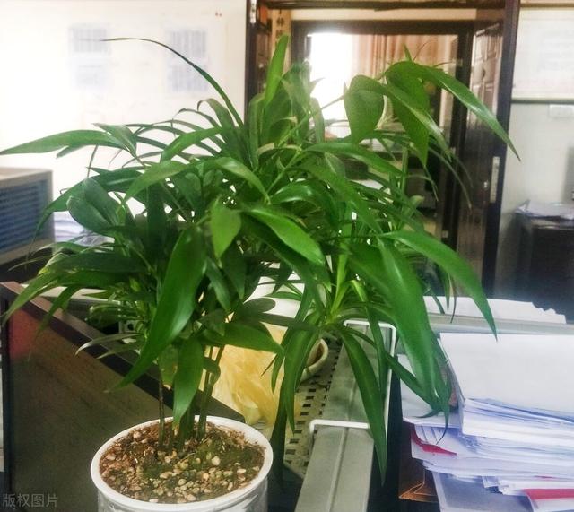 观赏竹有哪几种，观赏竹子的种类与图片及名称（3种“富贵竹”）