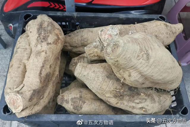 五蠹是哪五个，指的是哪五蠹？之首是儒术吗（中国麻类作物大全）