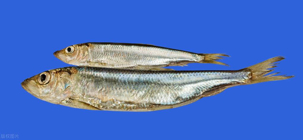 鲱鱼罐头怎么做的(鲱鱼) - seo葵花宝典