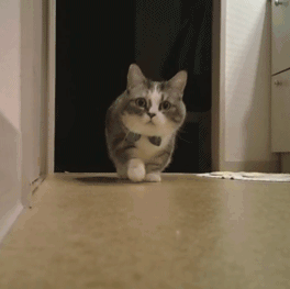 猫的寿命一般有多长，猫咪的寿命最长多少年（这几种猫咪寿命较短）