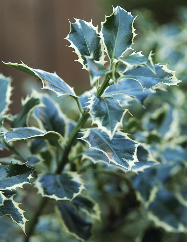 西洋接骨木的习性和用途详解，西洋接骨木的功效（40种适合庭院花园的常见灌木植物）