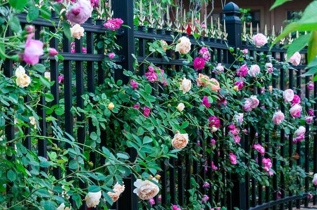 冬天种什么花好养活，冬天什么花好养活北方室内（冻不死的花草清单）