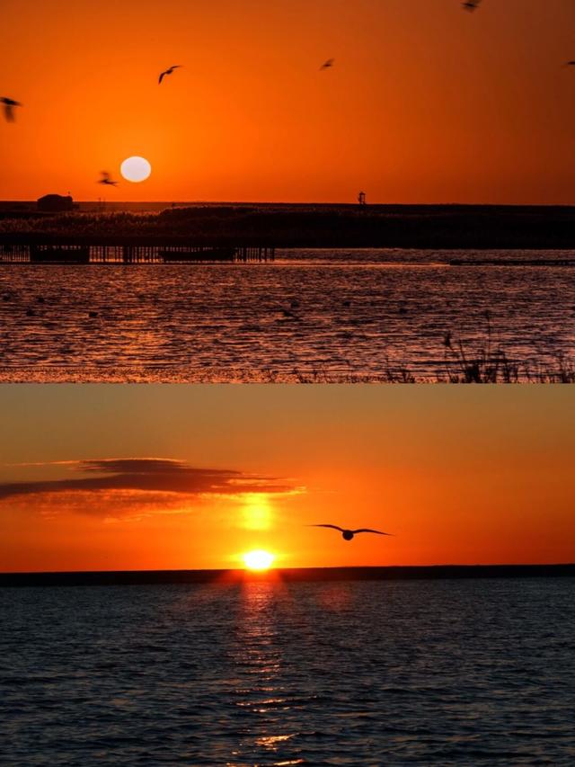 游额济纳胡杨林最佳时间，额济纳胡杨林最佳观赏期来了