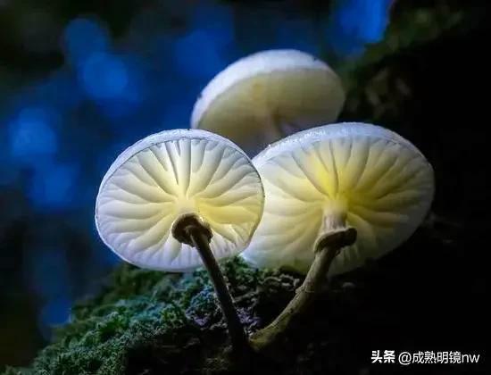 世界上最漂亮的蘑菇，世界上最漂亮的蘑菇是什么（精华总伴日风来。美丽的蘑菇）