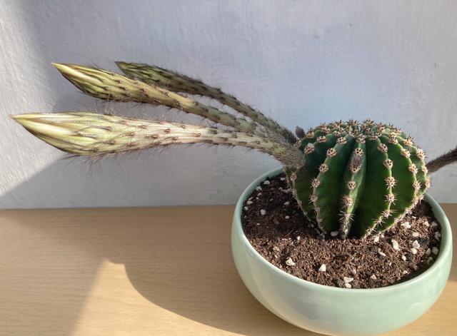 仙人掌不是花，没法让人捧在手心上。，仙人掌有什么品种（花大色艳开满了图片）