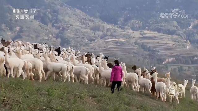 羊驼养殖网，女海归毕业生放弃高薪工作（全国养殖羊驼的地方有哪些）
