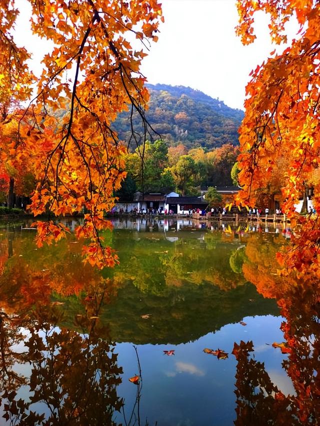 中国四大赏枫胜地之一，苏州天平山风景区，里面的红枫真是太美了