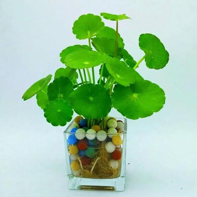 生如夏花之灿烂，生如夏花之灿烂死如秋叶之静美中夏花和秋叶各比喻什么（生如夏花之绚烂 死如秋叶之静美英文图片）