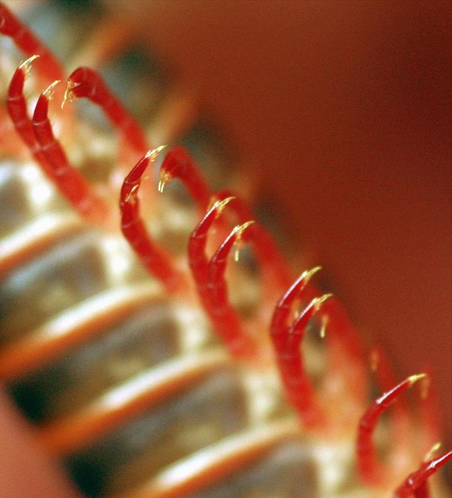 10000米长的蜈蚣，五种不死虫（澳60米地下惊现1306条腿“千足虫”）