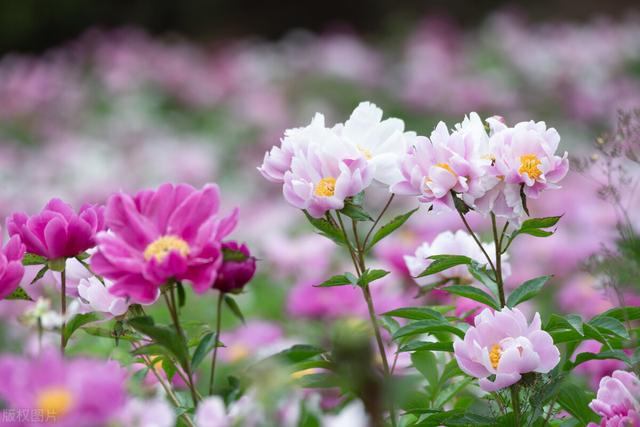 冬天种什么花好养活，冬天什么花好养活北方室内（冻不死的花草清单）