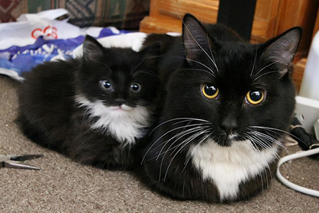 猫为什么揣手，猫为什么揣手走路（养猫多年的你，未必知道）