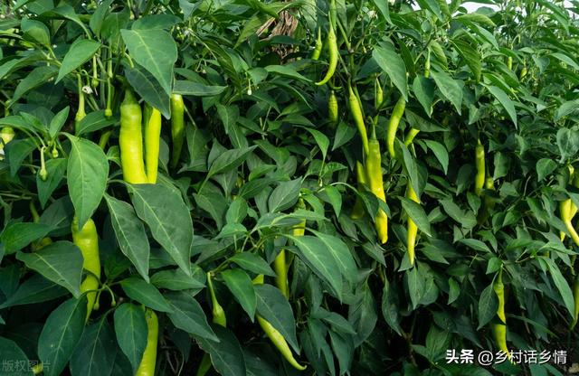 酵母菌是真菌还是细菌，酵母菌是细菌还是真菌（EM菌、枯草杆菌、木霉菌、红糖酵母液）