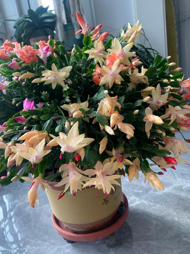 立冬开什么花，立冬开花的植物（这些花要“富养”）