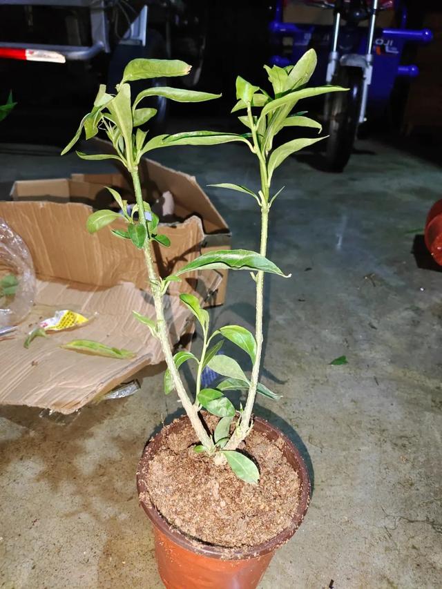 植物播种的方法，植物播种的方法有哪些（养花种菜的优质营养土比植物还贵）
