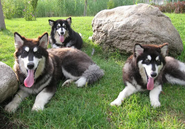 阿拉斯加雪橇犬性格，阿拉斯加雪橇犬性格特点有哪些（为什么“阿拉斯加犬”很少人养）