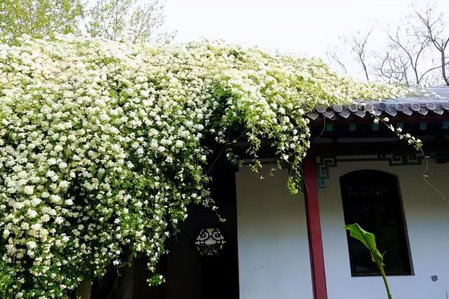 木香花种植方法和时间，木香花的种植养护修剪方法（2个月爬成一面花墙）