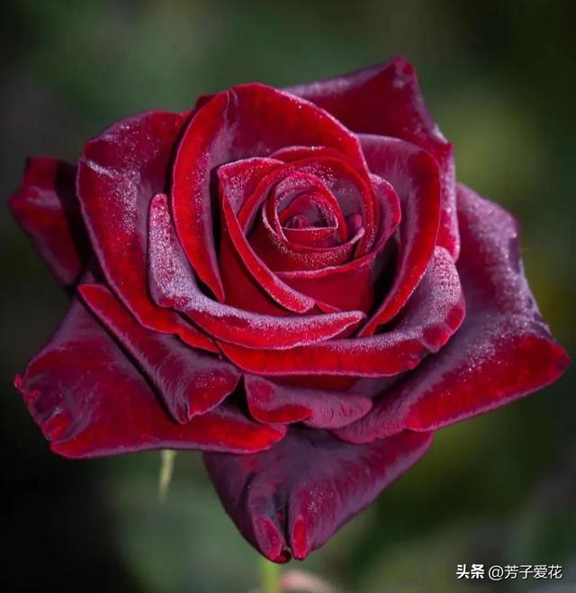 紫玫瑰代表什么，紫色玫瑰代表什么意思（各不相同的红色——十五种经典的红玫瑰）