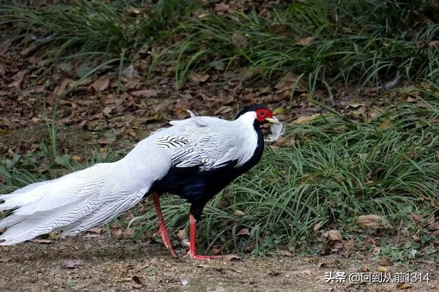 白娴鸟（白娴鸟图片，白娴鸟怎样的养殖（白鹇鸟唯美图片）
