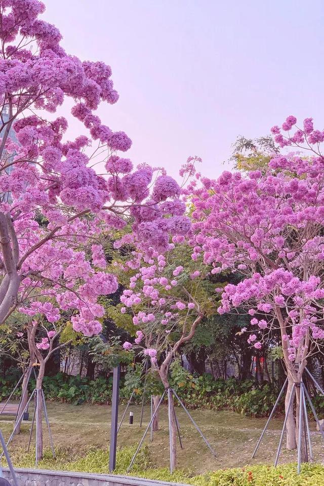 紫花风铃木可以盆栽吗，紫花风铃木北方能成活吗（分享——紫花风铃木）