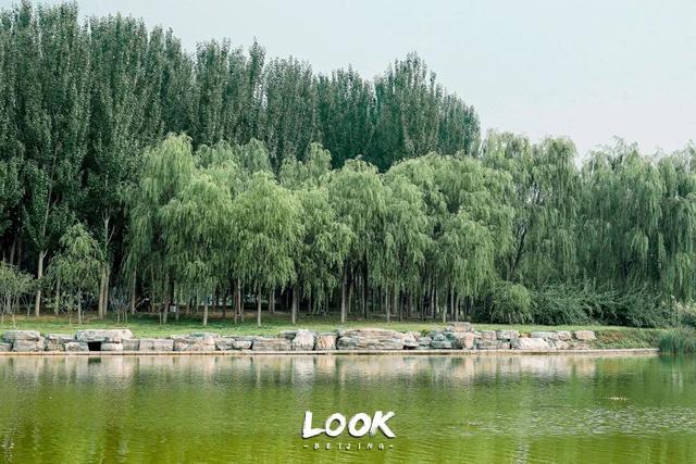 广州越秀公园游玩攻略，广州越秀公园旅游攻略（北京市内最大湿地公园）
