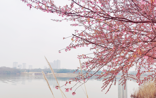 成都看樱花去哪里，樱花开了，成都多地可免费赏花