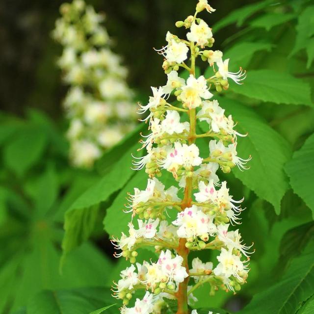 鲜花的花语和花的数目的寓意，鲜花数量的寓意（100种迷人的“数字花”）