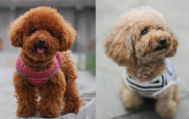 泰迪的优点和缺点，泰迪犬的优缺点看完你还会养吗（第4点很多人都不能接受）