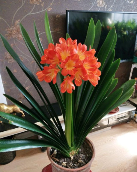 家养大叶藤蔓花，6种大叶花,家里放一盆,高档大气,喜庆吉祥空气好