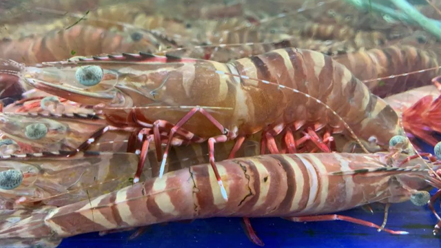 虾的霸气名字,虾店名字大全(你买的是不是真)