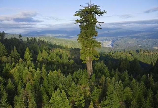 世界上最高大的植物是什么，世界上最高大的植物是什么植物（盘点世界上最高的10种树）