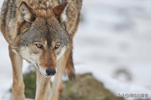 狼是群居动物吗，狼是群居动物吗狮子呢（狼最怕三种东西）