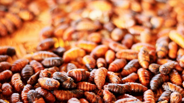 鹌鹑蛋是发物吗，属于发物的食物一览表（8种“增补食物”要多吃）