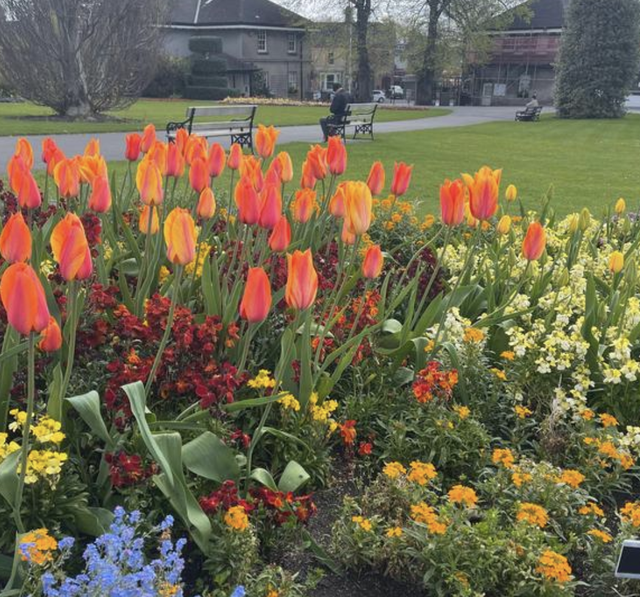金枝玉叶花语是什么，玉叶金花的花语（“家有6种花）