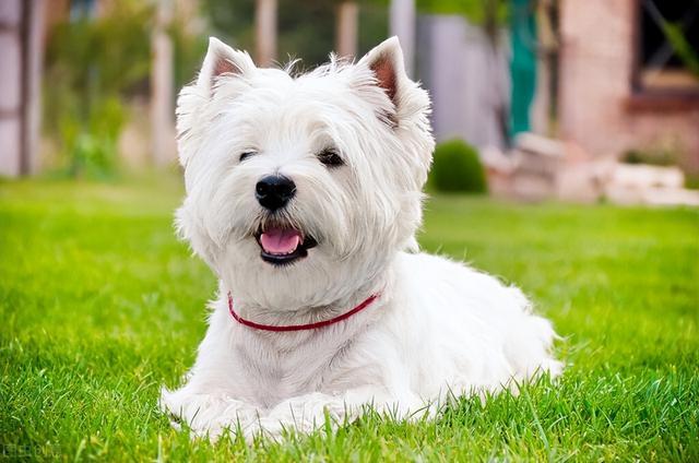 什么小型犬最聪明，三种最聪明的狗狗（非常适合“新手”饲养）